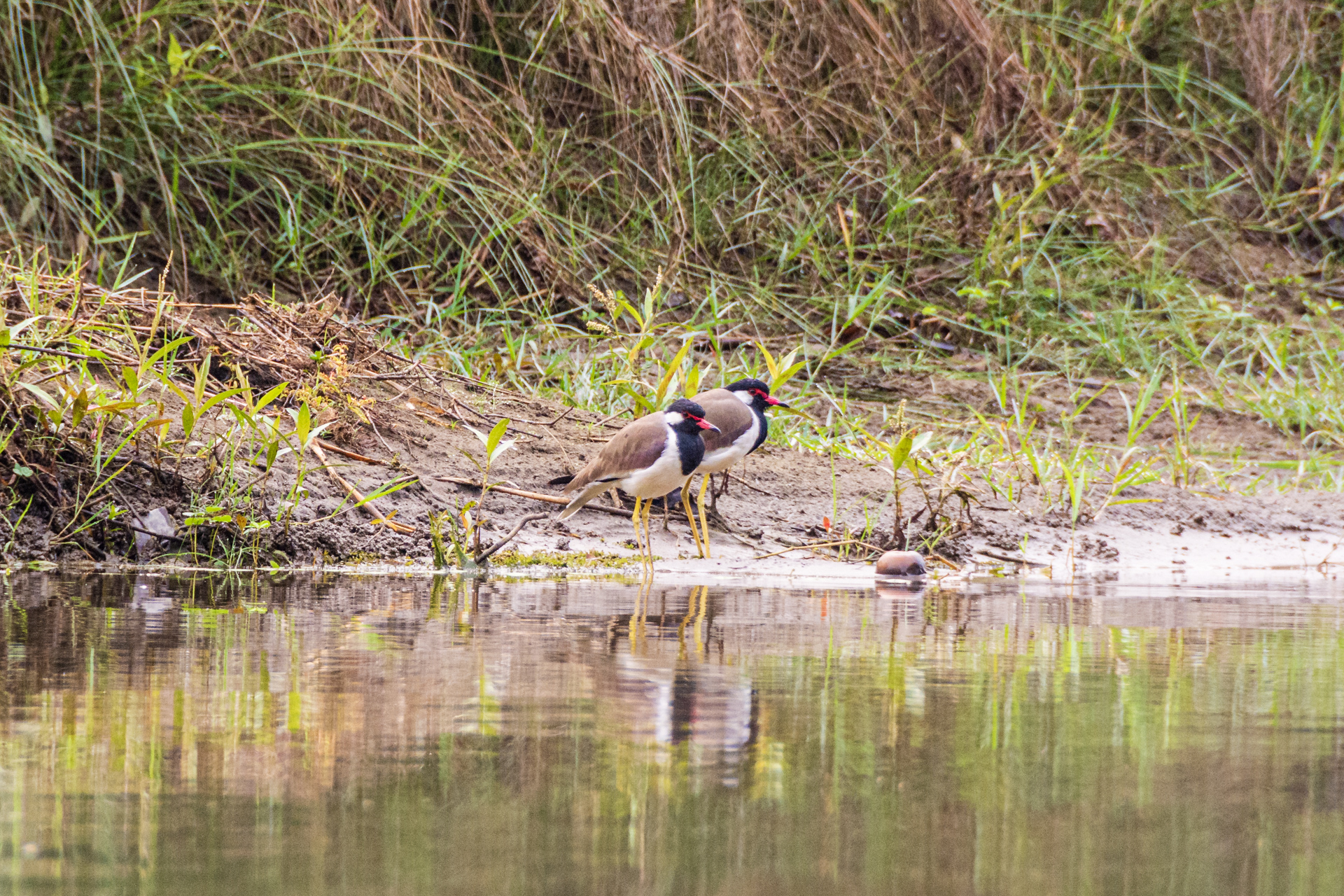 Chitwan Rapti River Tour